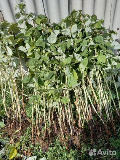 Саженцы малины