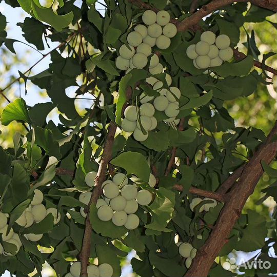 Гинкго билоба ginkgo biloba