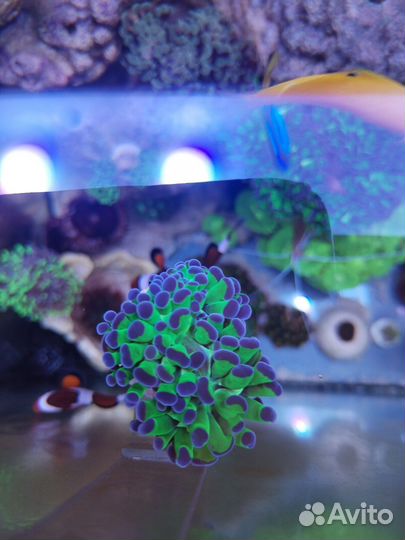 Морские кораллы