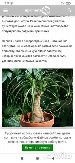 Бокарнея нолина (Слоновья нога)