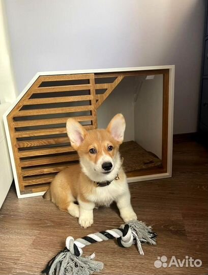 Вольеры для Щенков в квартиру