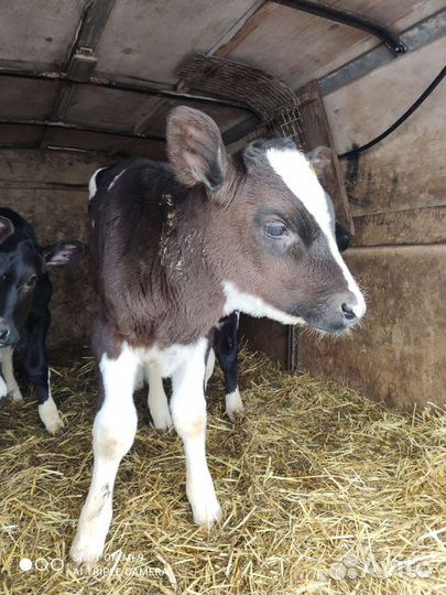 Телята-бычки доставка