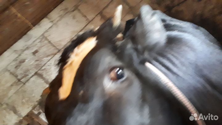 Телочка 10 месяцев