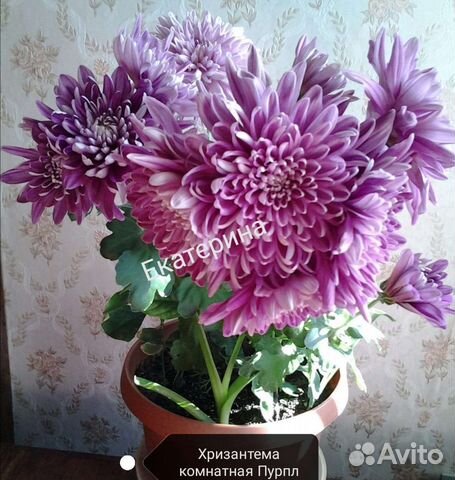 Хризантема комнатная