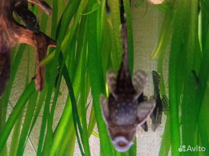 Московская кои Туксидо чистая линия