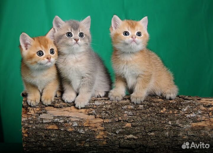 Золотые шиншиллы