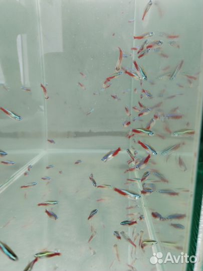 Аквариумные рыбки