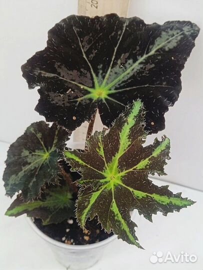 Комнатные растения цветы