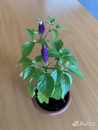 Перцы декоративные комнатные