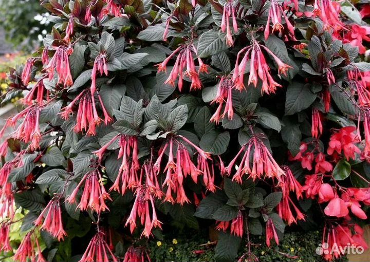 Цветы для дома