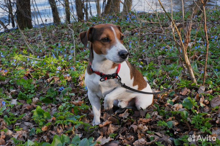 Джек-рассел терьер. Вязка