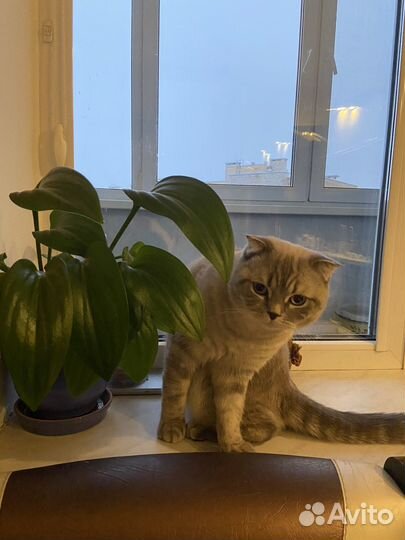 Дримиопсис