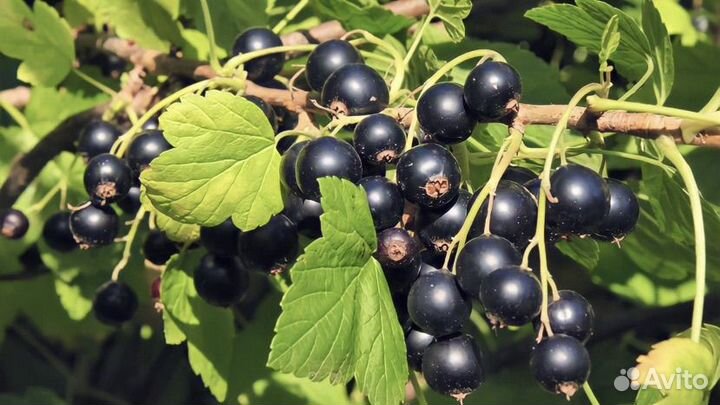 Смородина черная, красная, белая, золотистая