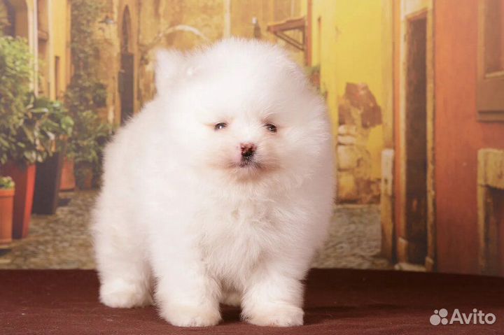 Щенки померанского шпица