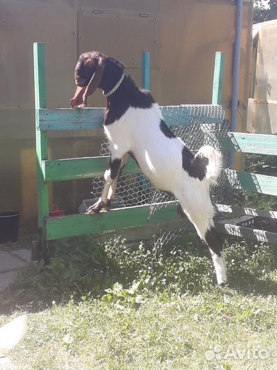 Козлик камори 5мес