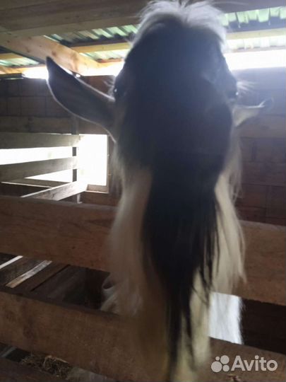 Козел альпийский