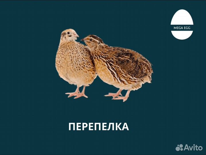 Инкубационное яйцо