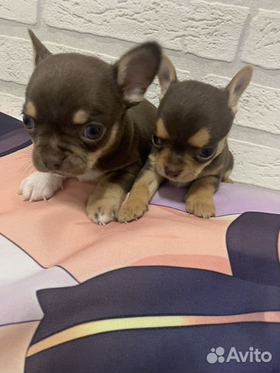 Щенки чихуахуа