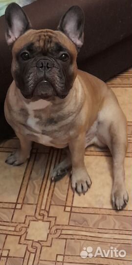 Французский бульдог щенки