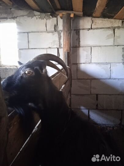 Коза с козленком