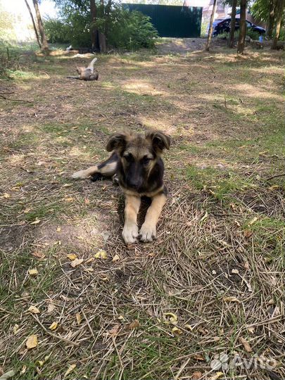 Щенки девочки