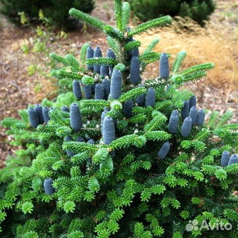 Пихта 3 сорта