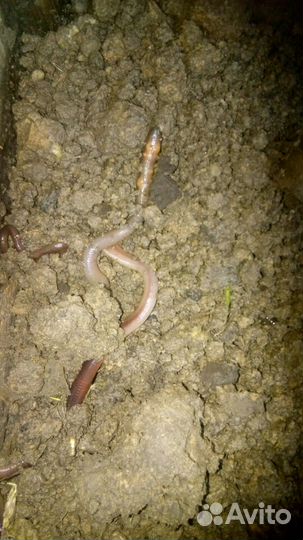 Черви (выползки)