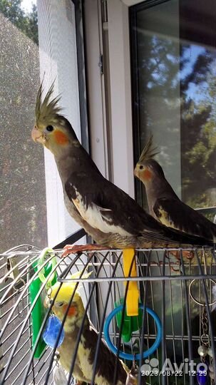 Птенец корелла