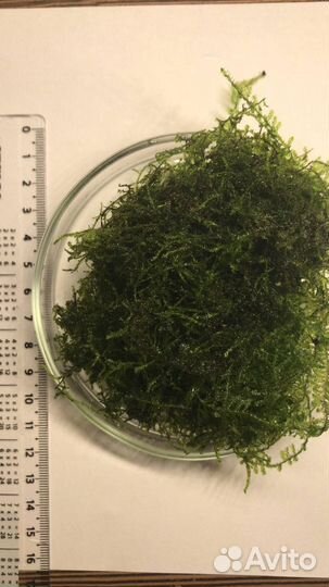 Мох рождественский