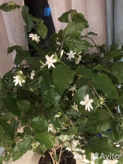 Комнатный жасмин самбак