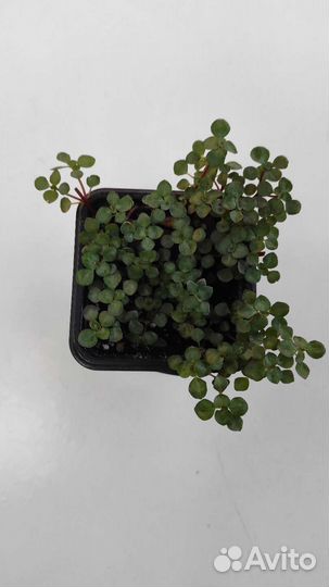 Коллизия мелколистная (ползучая)