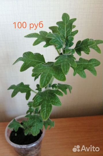 Каланхоэ Дегремона, Плекрантус дуболистный