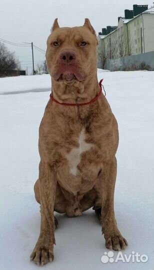 Американский питбультерьер