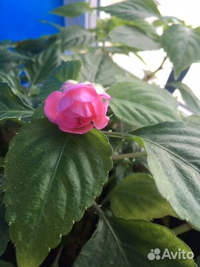 Бальзамин махровый, ванька мокрый