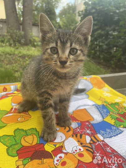 Ручной котенок мальчик 1,5 мес