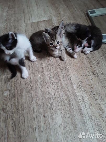 Голубоглазые милахи от сиамской кошки