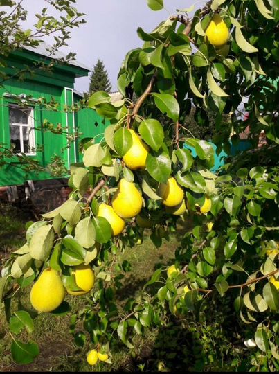 Дом 65 м² на участке 9 сот.