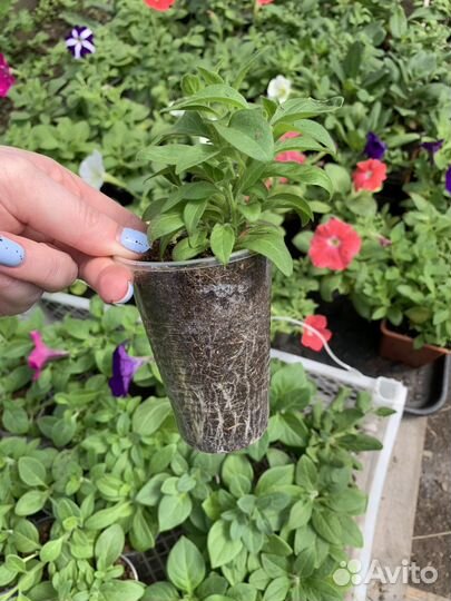 Рассада петунии