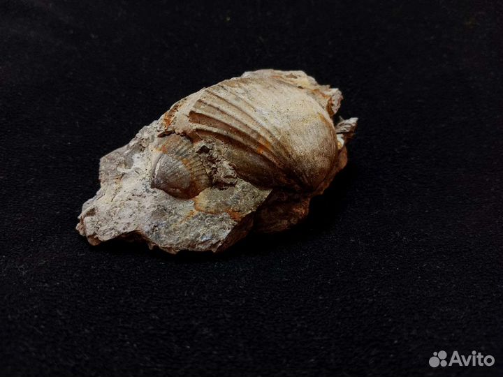 Окаменелость