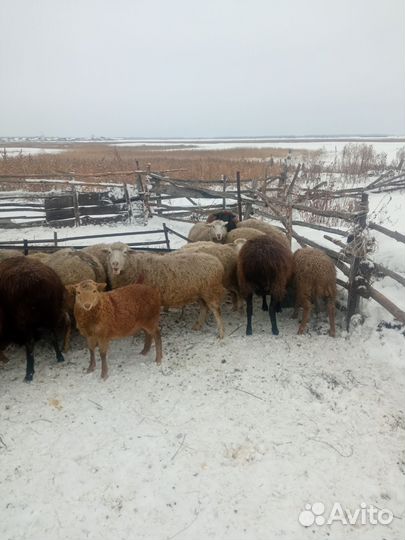 Овцы бараны ягнята оптом