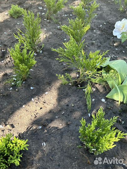 Можжевельник