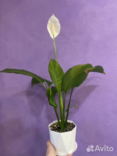 Спатифиллум