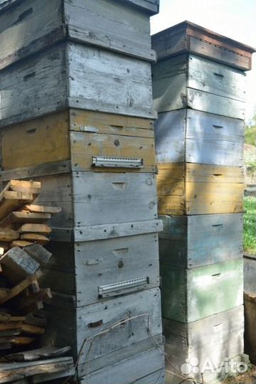 Ульи Дадана, Рута, магазины