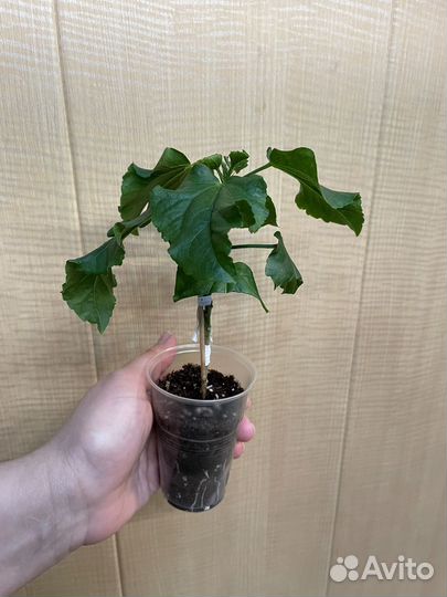 Сортовые гибискусы