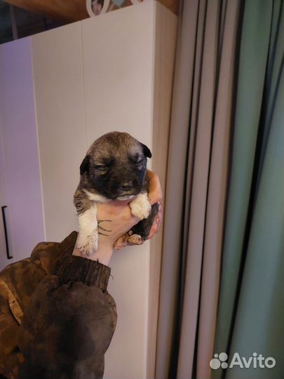 Щенки овчарки