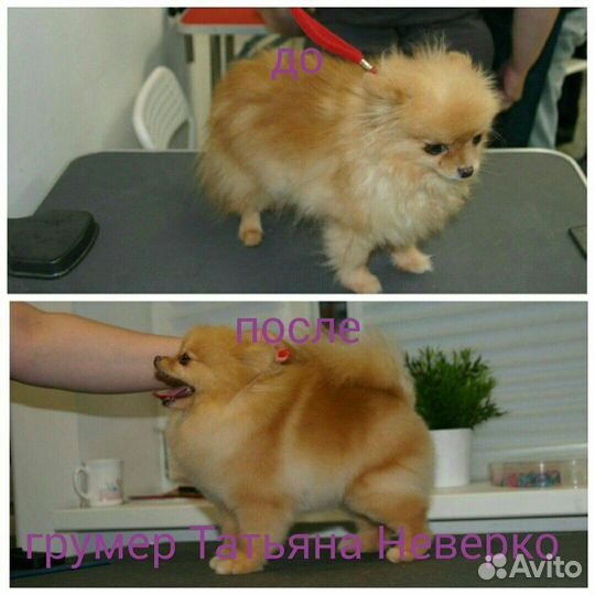 Стрижка собак