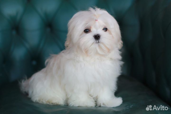 Щенки мальтезе