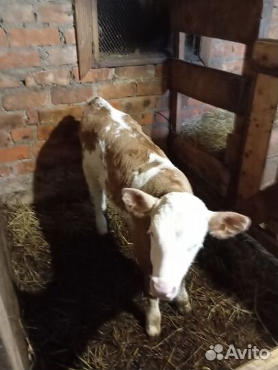 Тёлочка 2месяца