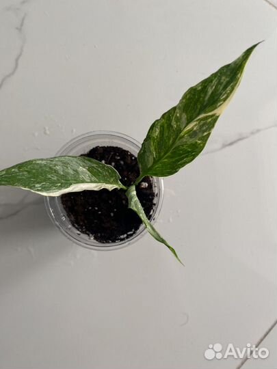 Спатифиллум