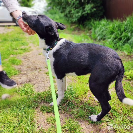 Собака в добрые руки